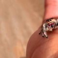 35 Facts About Jumping Spiders - Are They Good Pets?