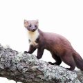 31 Facts About Martens