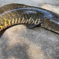 22 Facts About Mud Fish
