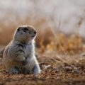 44 Richardson Ground Squirrel Facts