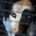 20 Facts About Traumatized Dogs