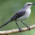 30 Facts About The Tropical Mockingbird