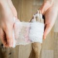 What Can You Put On A Dog Wound ?