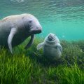 What Do Manatees Eat ?
