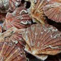 38 Facts About Scallops