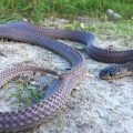 African File Snakes: Everything You Need to Know