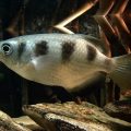 Archerfish: The Fish with a Bow and Arrow