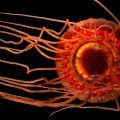 The Mysterious Atolla Jellyfish: A Bioluminescent Alarm System