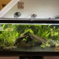 Axolotl Tank Size: How Big Should it Be?