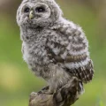 Raising Baby Barred Owls