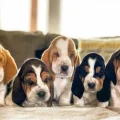 Are Basset Hound Puppies Hyperactive?