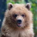 Longevity of Bears in the Wild and in Captivity