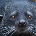 Popcorn-Scented Bearcats: The Mystery of the Binturong
