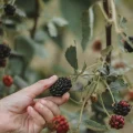 The Sweet-Sour Taste of Blackberry Picking