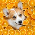 Can Dogs Eat Citrus?