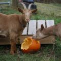 Livestock Diet: Can Goats Eat Pumpkin?