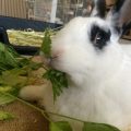 Can Rabbits Eat Spring Mix?