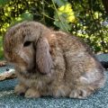 Exploring the Rare Beauty of the Chestnut Bunny