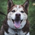 Taming the Noisy Husky: How to Reduce Vocalization