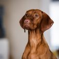 Unveiling the Eye Color of the Vizsla