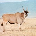 Exploring the Nature of the Common Eland