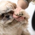 How Often To Cut Dog Nails