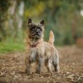 Do Cairn Terriers Shed? An Overview of the Low-Shedding Breed.