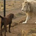 Do Lions Eat Dogs? Understanding This Majestic Predator