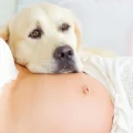 Do Dogs Know When You Are Pregnant