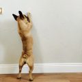 Solving the Dog Scratching Problem: Walls and Beyond