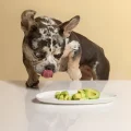 Dangers of Dogs Eating Avocados