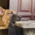 Why Dogs Eat Wood and How to Stop It
