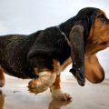 When to Worry About Your Dog's Limping