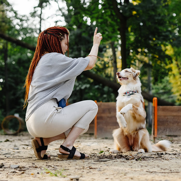 Finding the Best Dog Trainers in Dallas