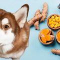 Can Dogs Have Turmeric?