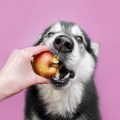 Can Dogs Safely Eat Apple Cores?