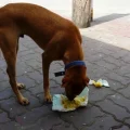 The Nasty Reality of Dogs Eating Diapers