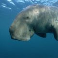 The Fascinating Dugong: From Myth to Reality