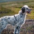 A Guide to Managing English Setter Shedding