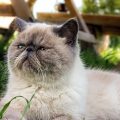A Purrfect Companion: the Sweet & Playful Exotic Shorthair