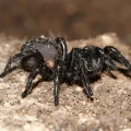 The Terrifying Truth About Funnel Web Spiders