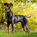 The Loyal and Playful German Pinscher