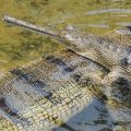 Gharial Crocodilians: A Species on the Brink of Extinction!