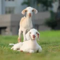 Goat Food Safety: Can Goats Enjoy Honey?