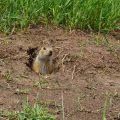 A Tale of Two Burrowing Rodents: Gophers Versus Groundhogs