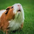 The Risks of Feeding Dog Food to Guinea Pigs