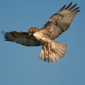 Hawk Hunting: The Art of Falconry