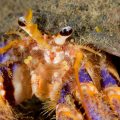 The Bright Colors of the Hermit Crabs