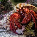 Exploring the Molting Process of Hermit Crabs