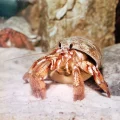 Exploring the Swimming Habits of Hermit Crabs